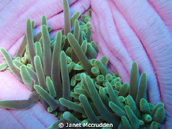 A different view of an anemone... by Janet Mccrudden 